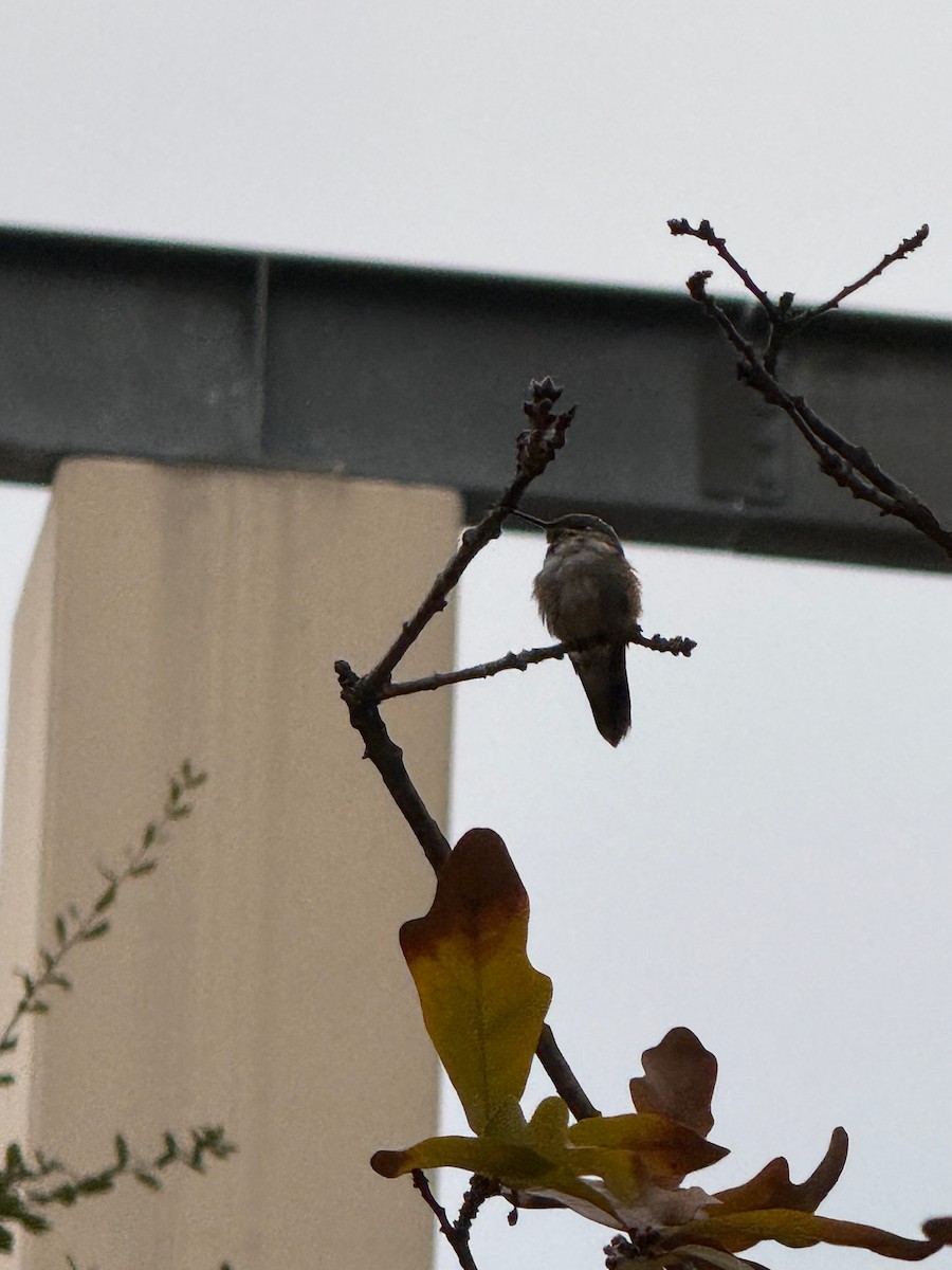 Broad-tailed Hummingbird - ML629222666
