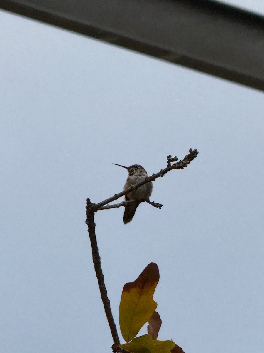 Broad-tailed Hummingbird - ML629222667