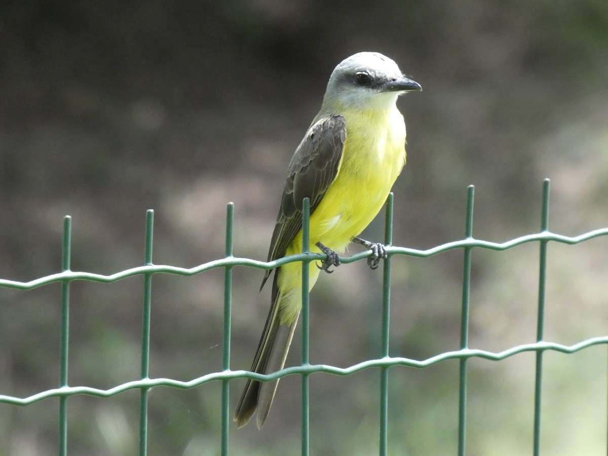 White-throated Kingbird - ML629222671