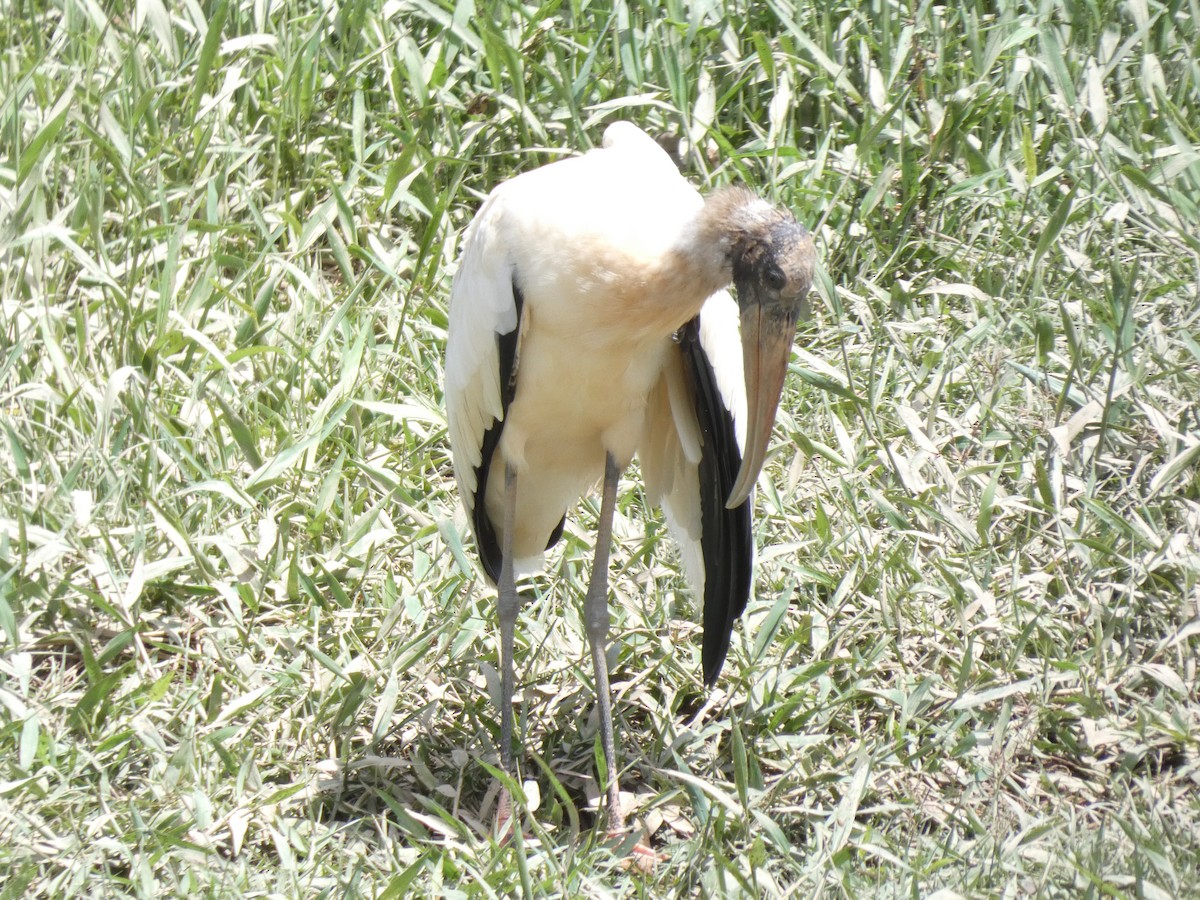 Wood Stork - ML629222675