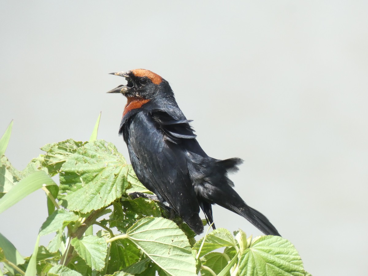 Chestnut-capped Blackbird - ML629222681