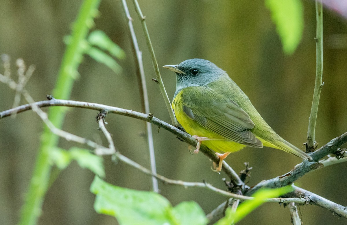 Mourning Warbler - ML629222780