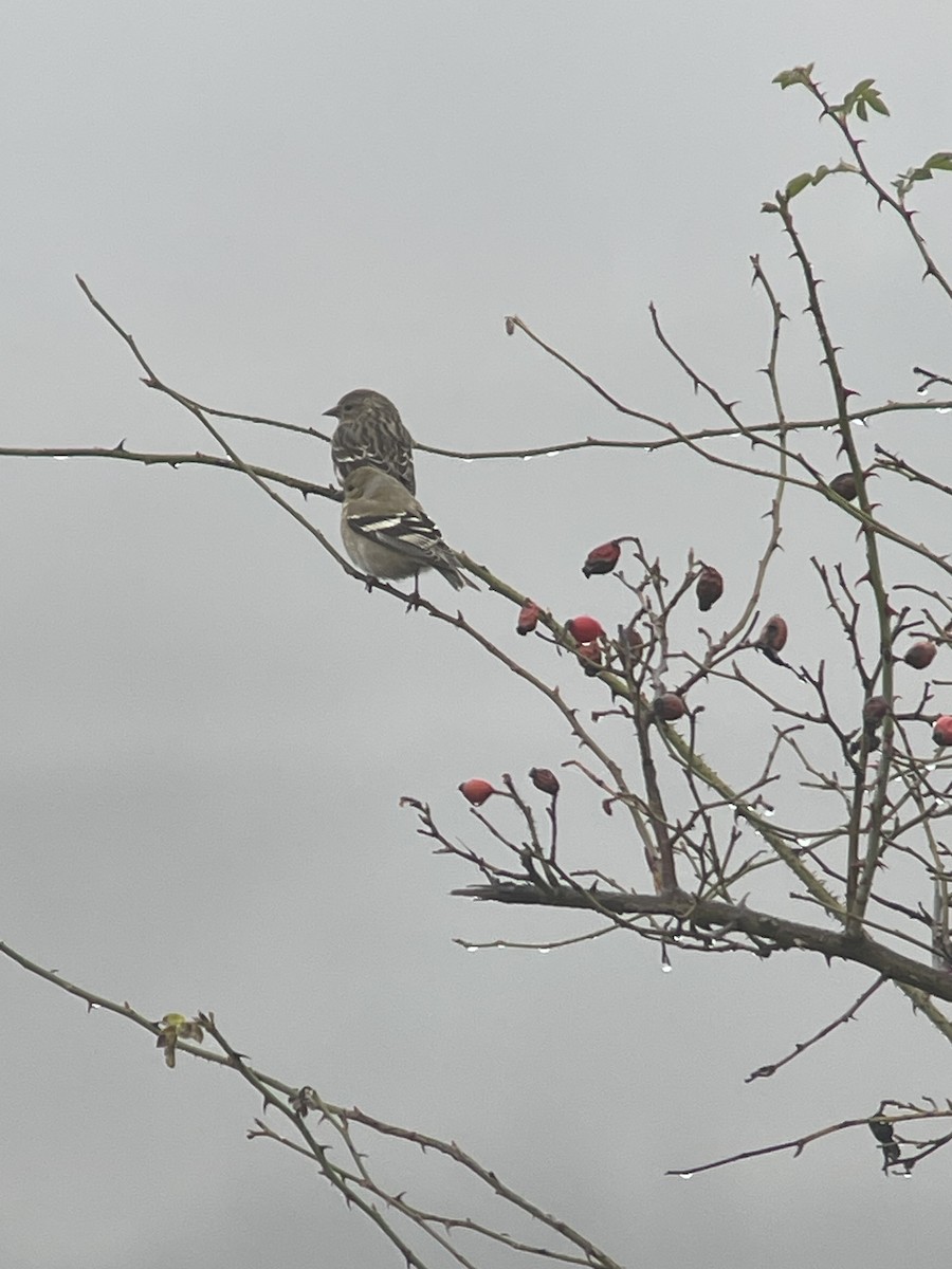 American Goldfinch - ML629222838
