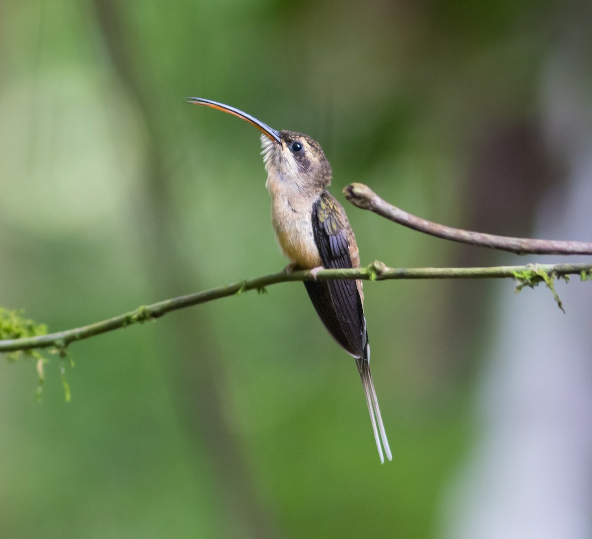 Long-tailed Hermit - ML629222854