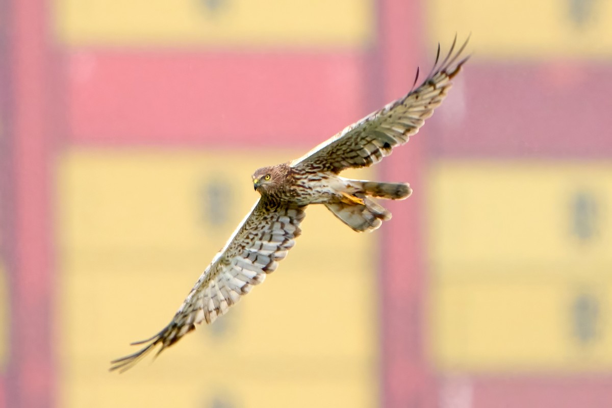 Pied Harrier - ML629223091