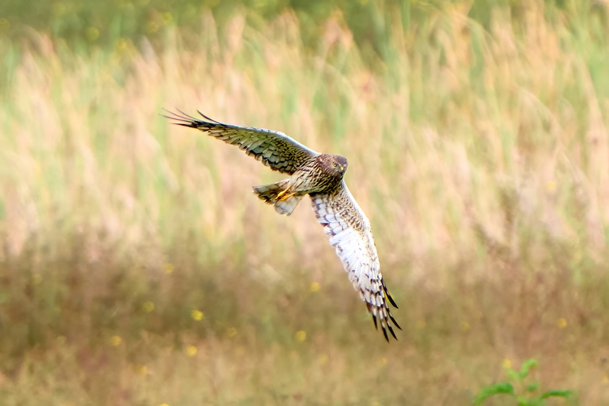 Pied Harrier - ML629223092