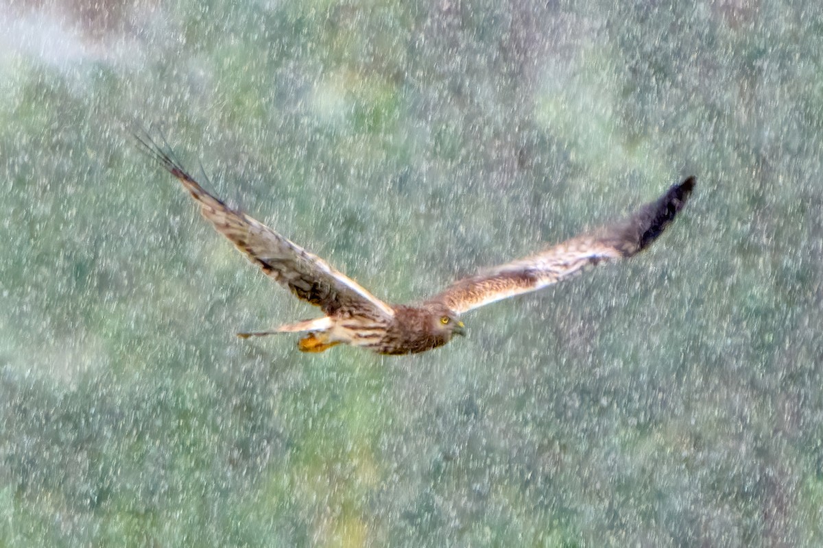 Pied Harrier - ML629223093