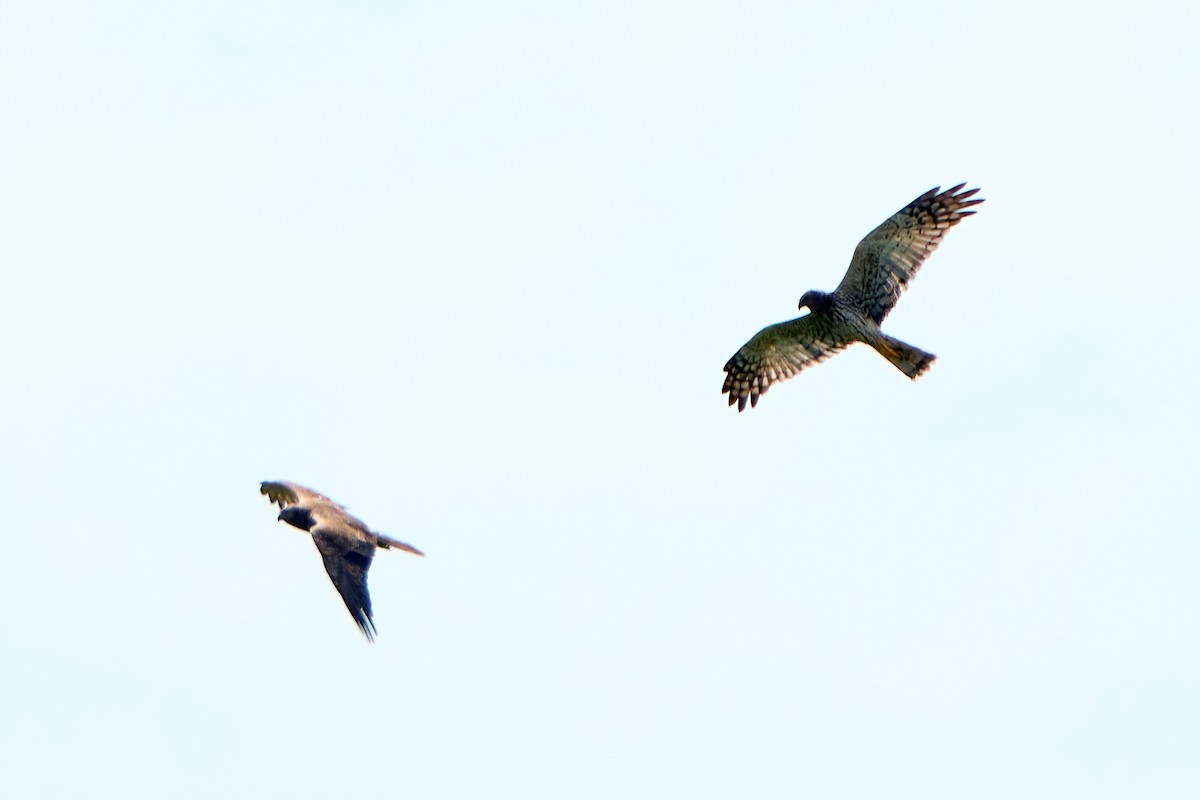 Pied Harrier - ML629223097