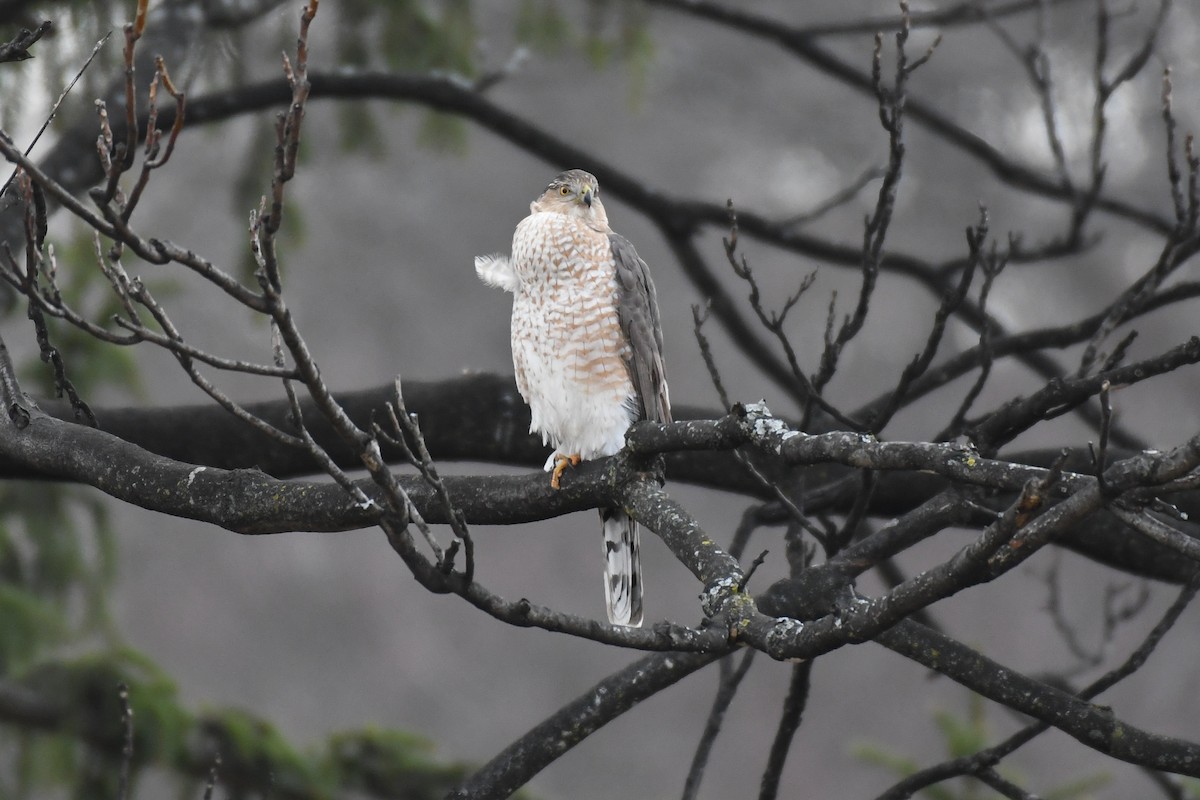 Cooper's Hawk - ML629223323
