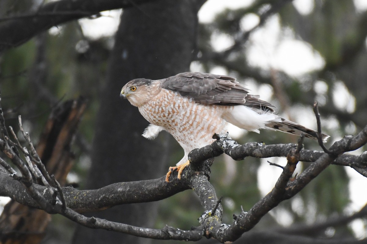 Cooper's Hawk - ML629223329