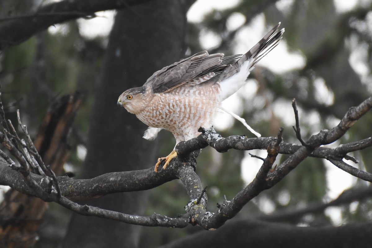 Cooper's Hawk - ML629223336