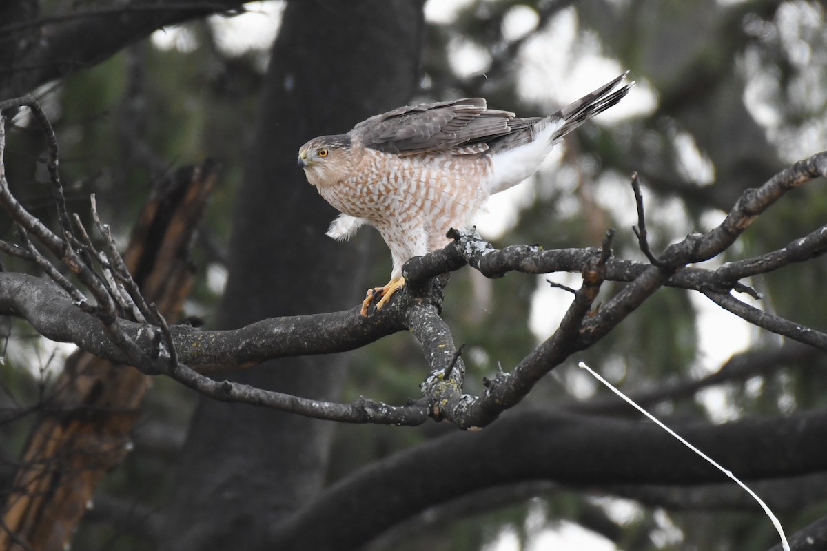 Cooper's Hawk - ML629223338