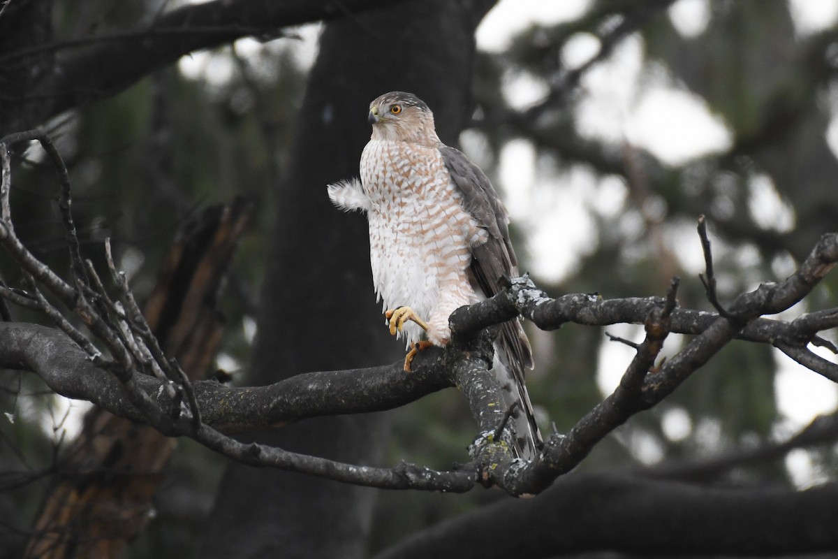 Cooper's Hawk - ML629223343