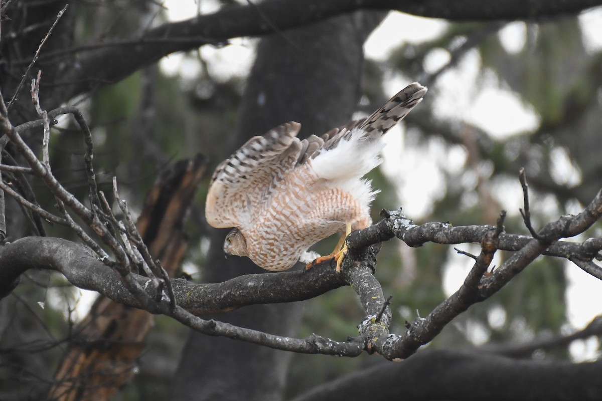 Cooper's Hawk - ML629223344