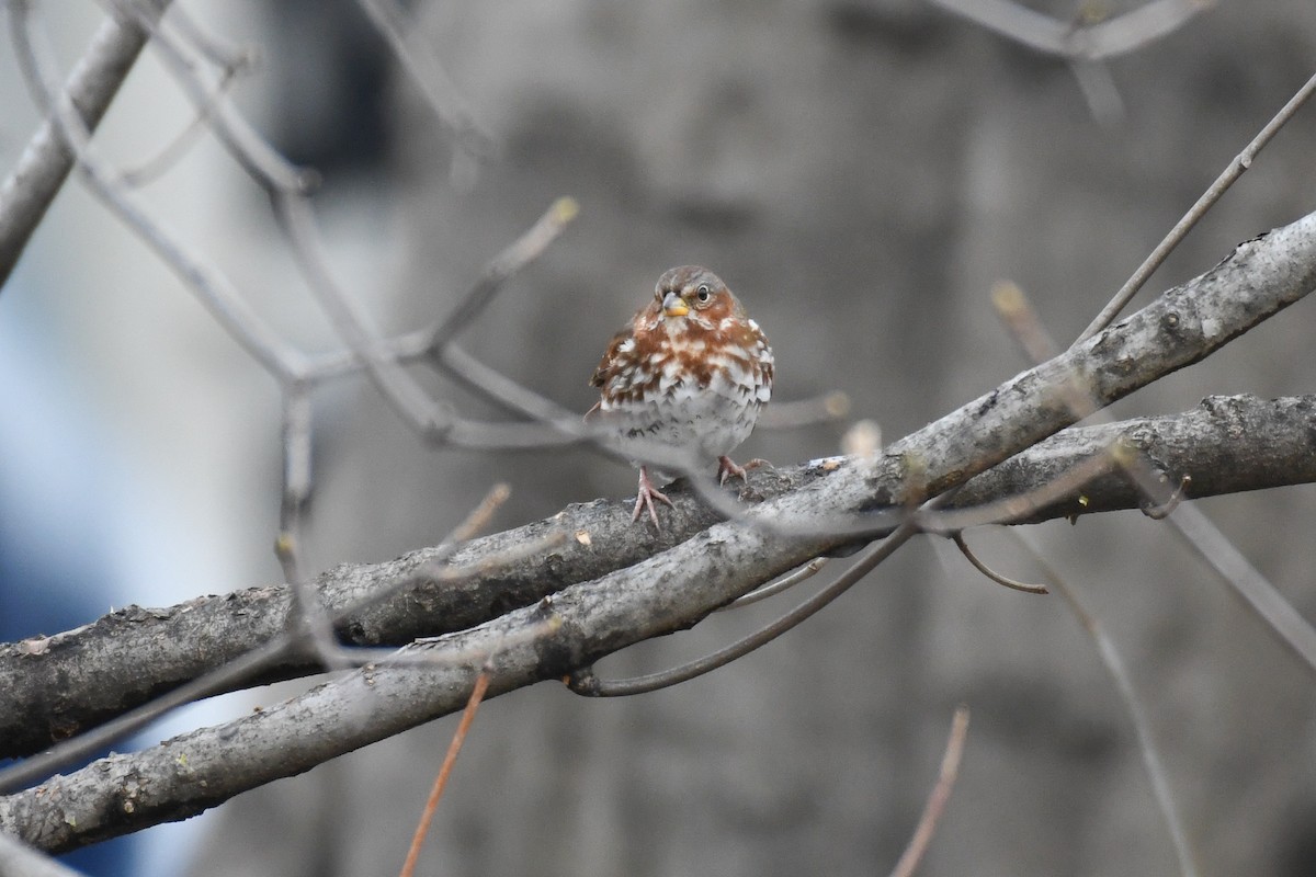 Fox Sparrow (Red) - ML629223367