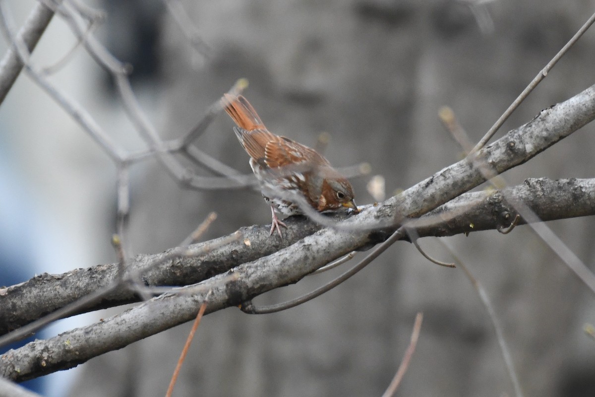 Fox Sparrow (Red) - ML629223370