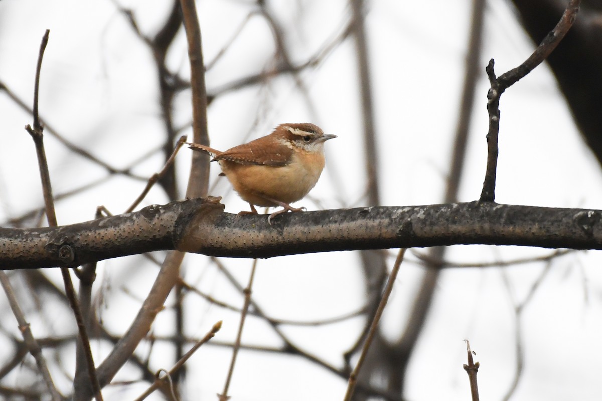 Carolina Wren - ML629223372