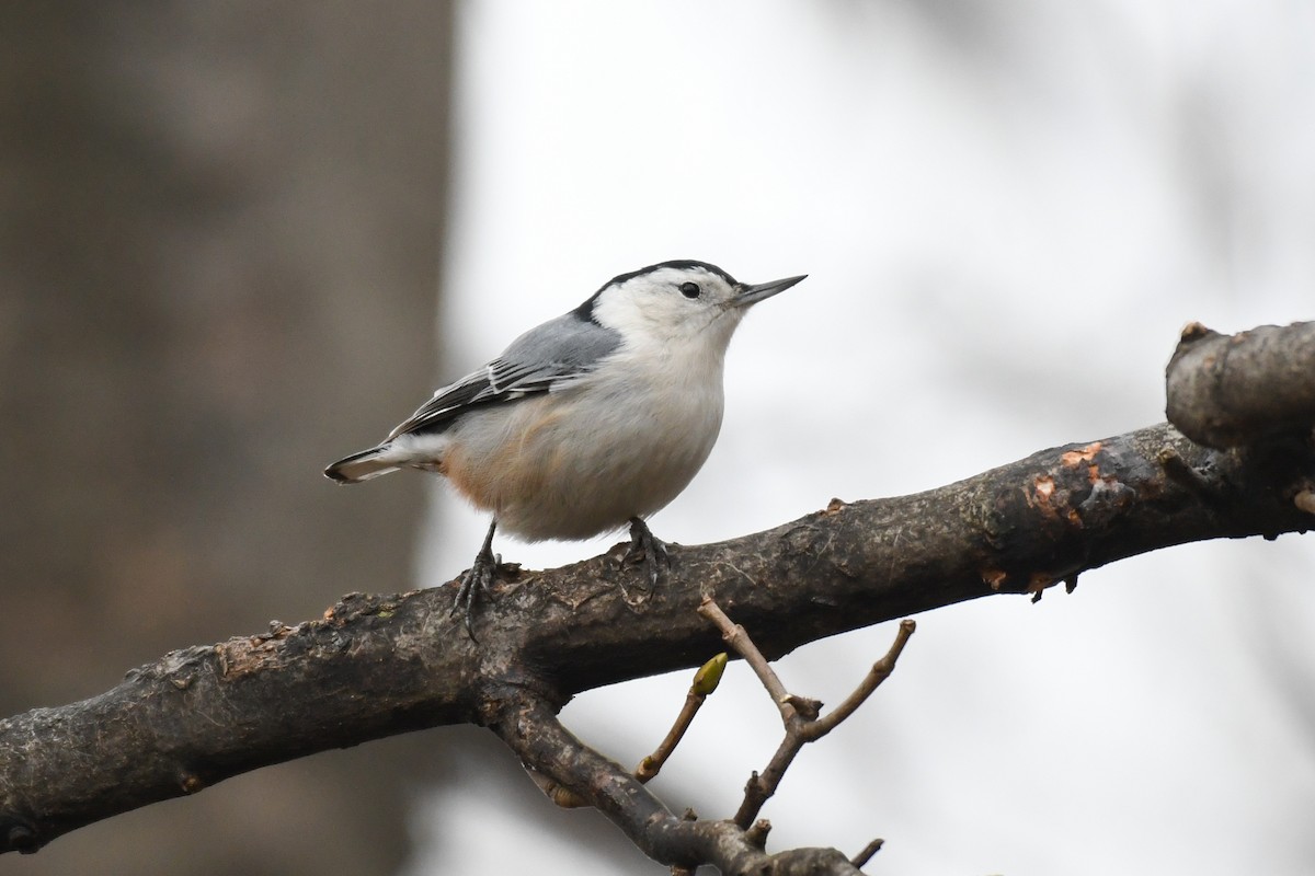 White-breasted Nuthatch (Eastern) - ML629223375