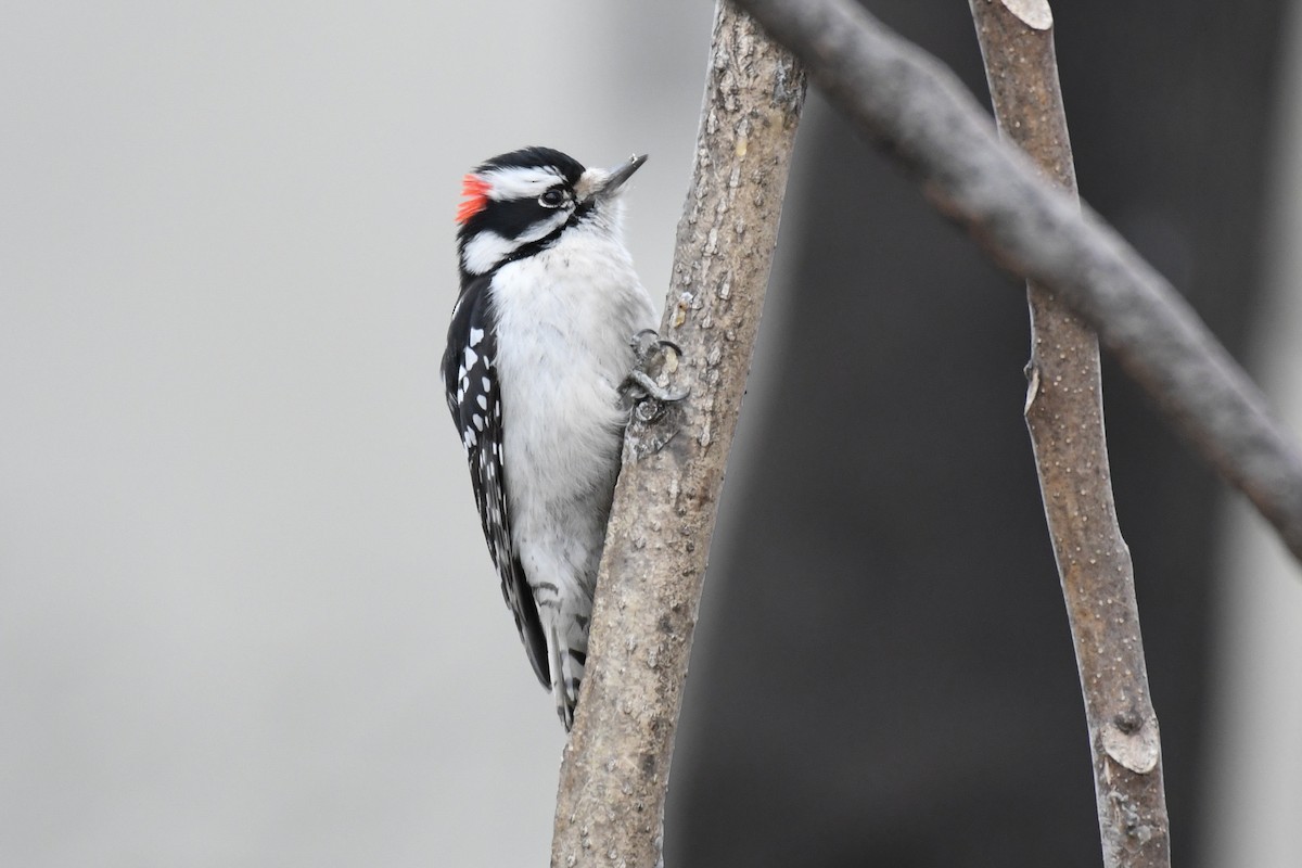 Downy Woodpecker (Eastern) - ML629223385