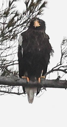 Steller's Sea-Eagle - ML629223390
