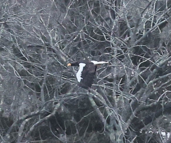 Steller's Sea-Eagle - ML629223391