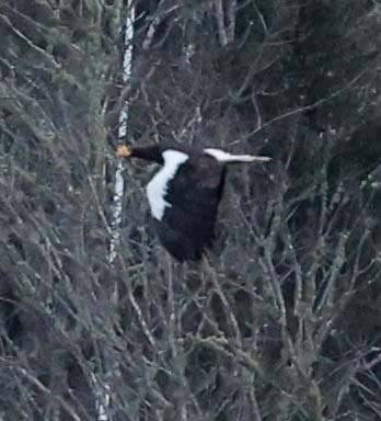 Steller's Sea-Eagle - ML629223393
