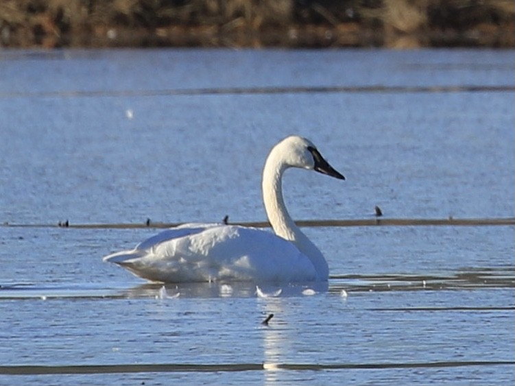 Trumpeter Swan - ML629223424