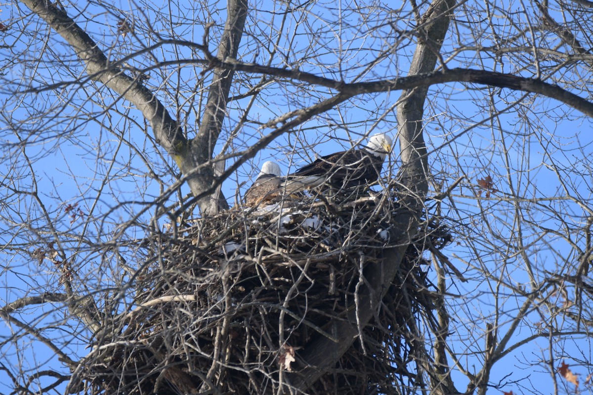 Bald Eagle - ML629223430