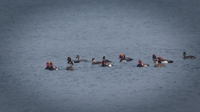 Red-crested Pochard - ML629223435