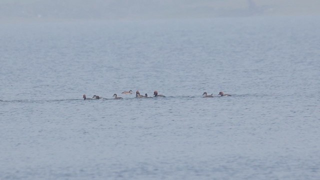 Red-crested Pochard - ML629223436