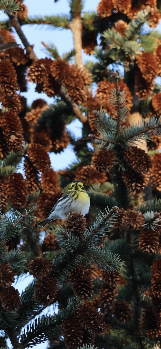 Townsend's Warbler - ML629223503
