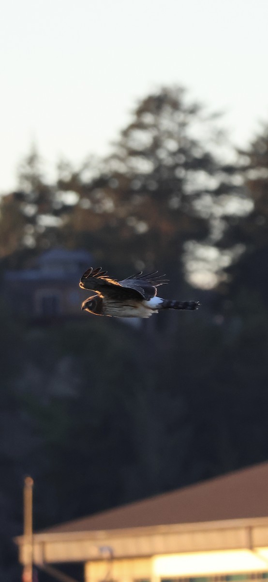 Northern Harrier - ML629223579