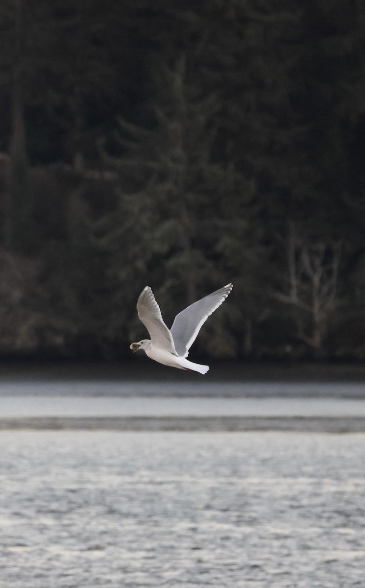 Glaucous-winged Gull - ML629223870