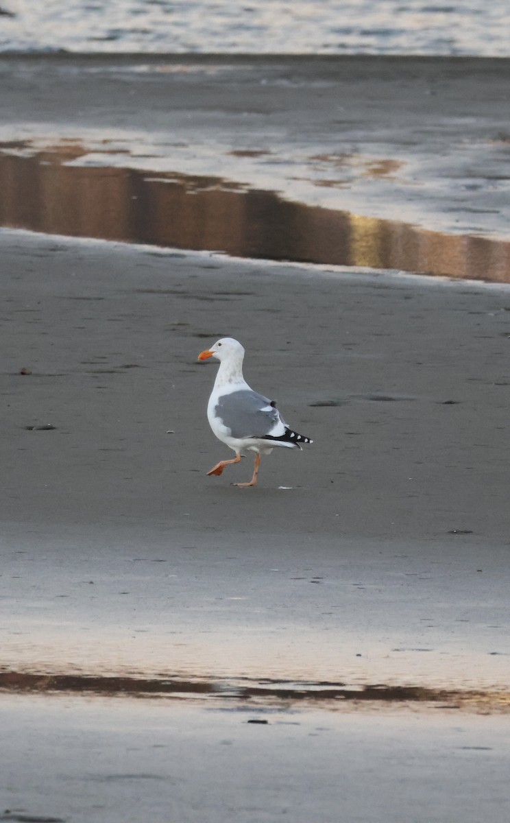 Western Gull - ML629223925