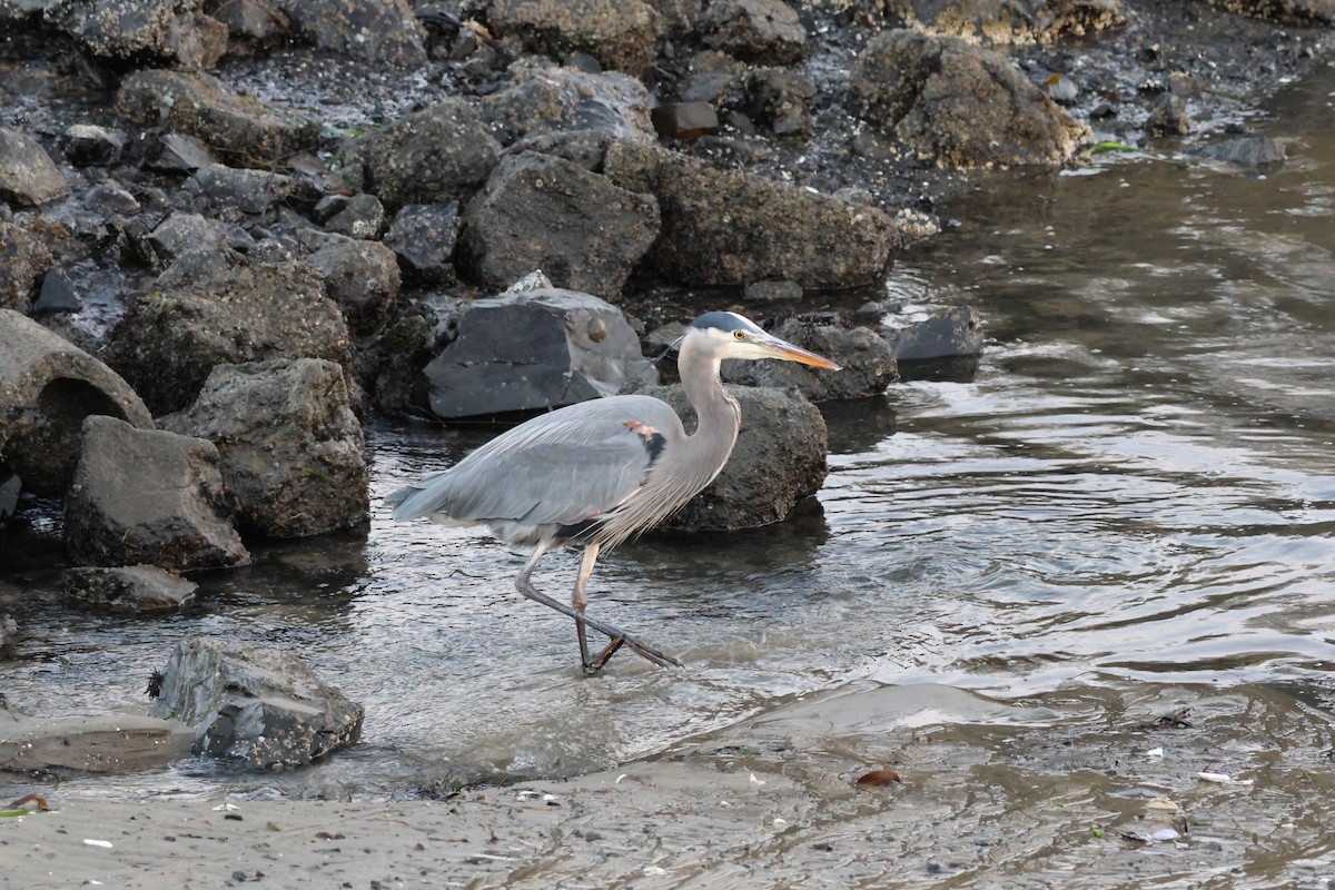 Great Blue Heron - ML629223993