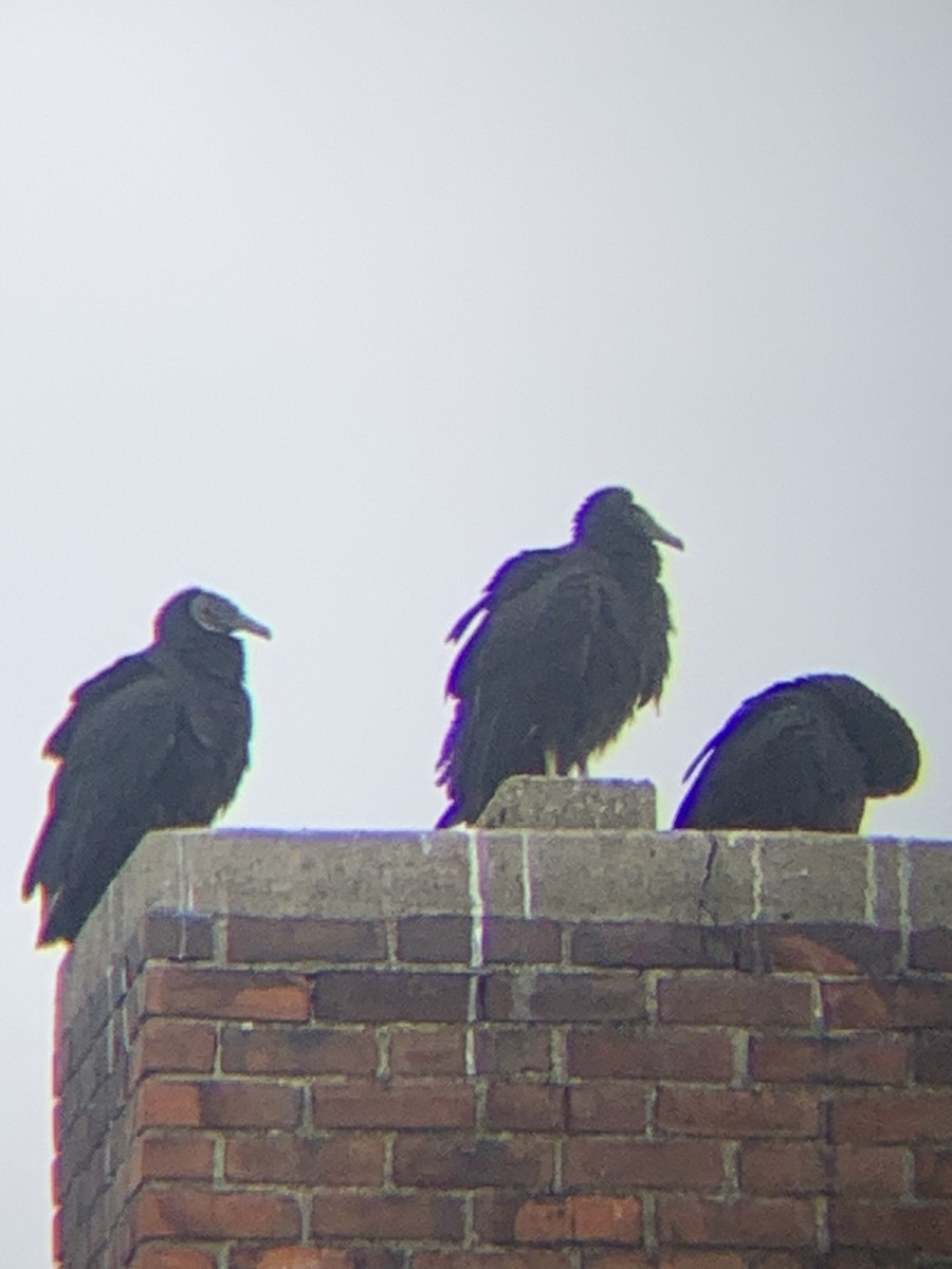 kondor havranovitý - ML629224051