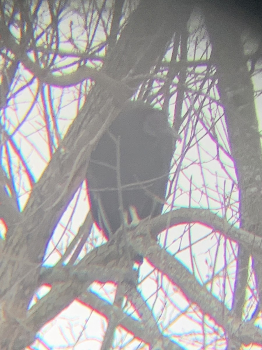 kondor havranovitý - ML629224052