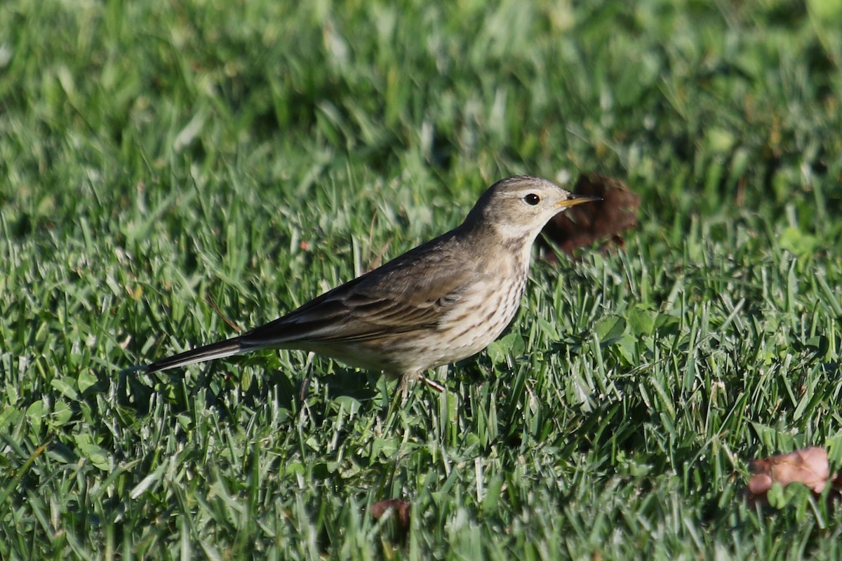 American Pipit - ML629224064
