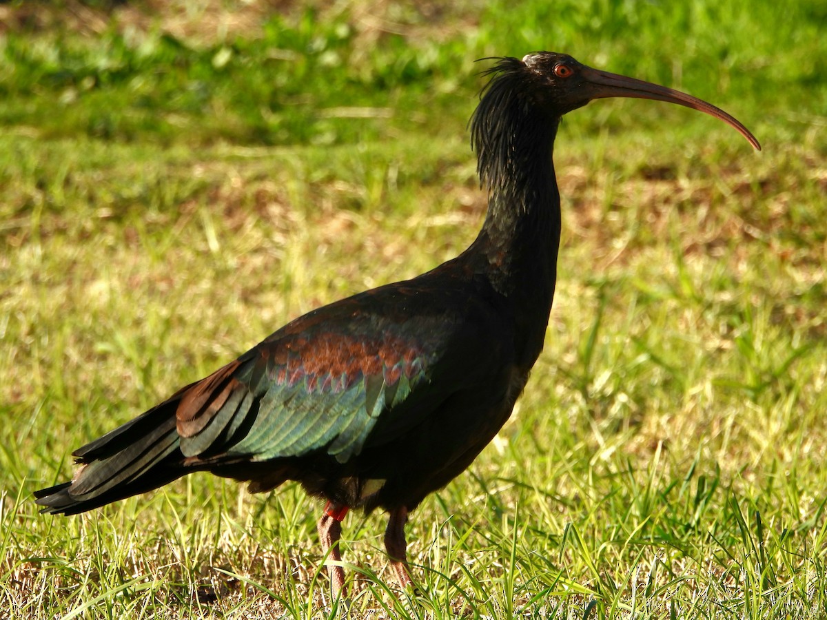 Ibis Eremita - ML629224147