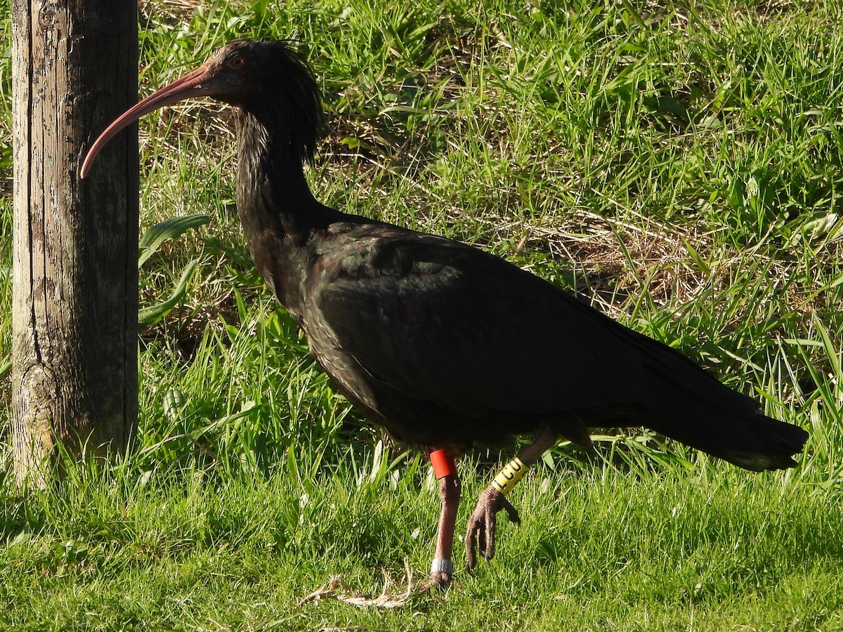 Ibis Eremita - ML629224233