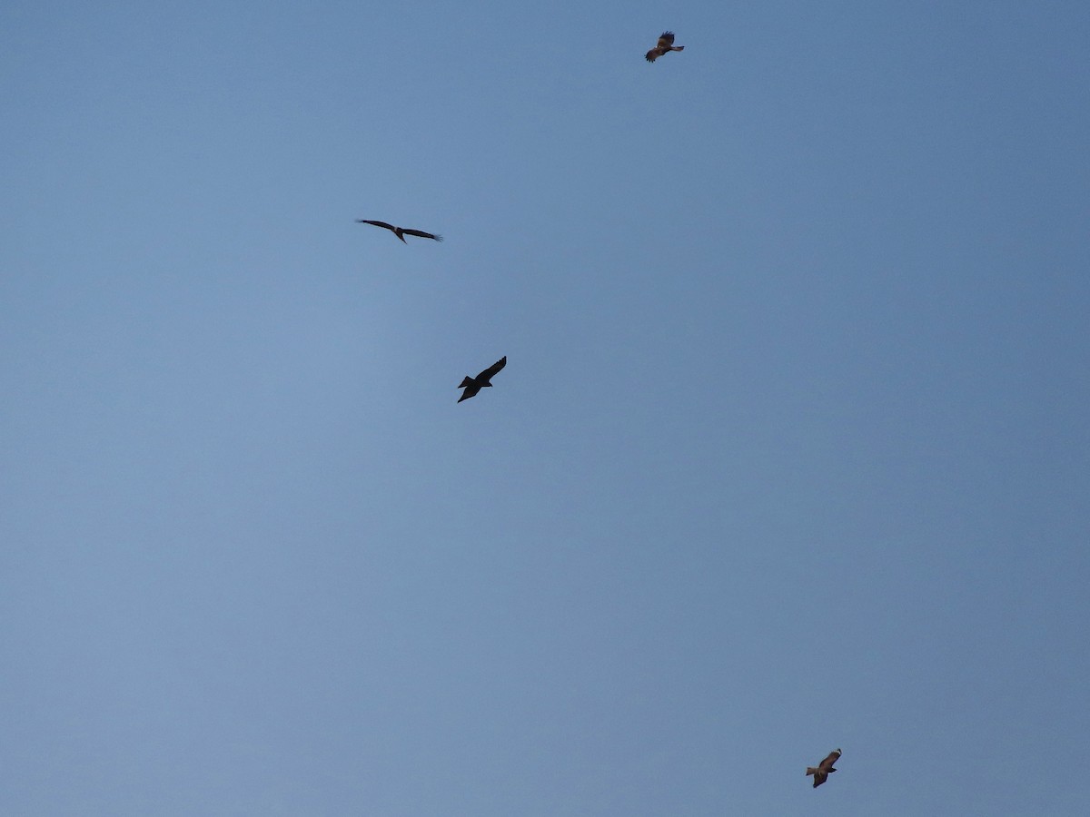 luňák hnědý - ML629224252