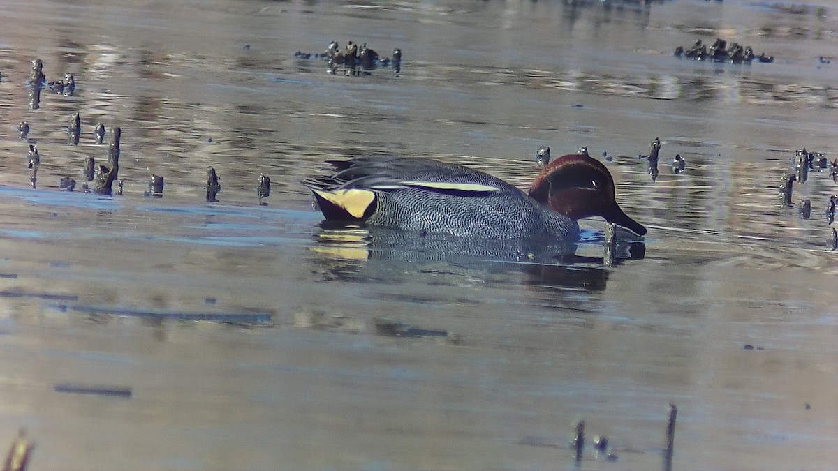 Green-winged Teal - ML629224349