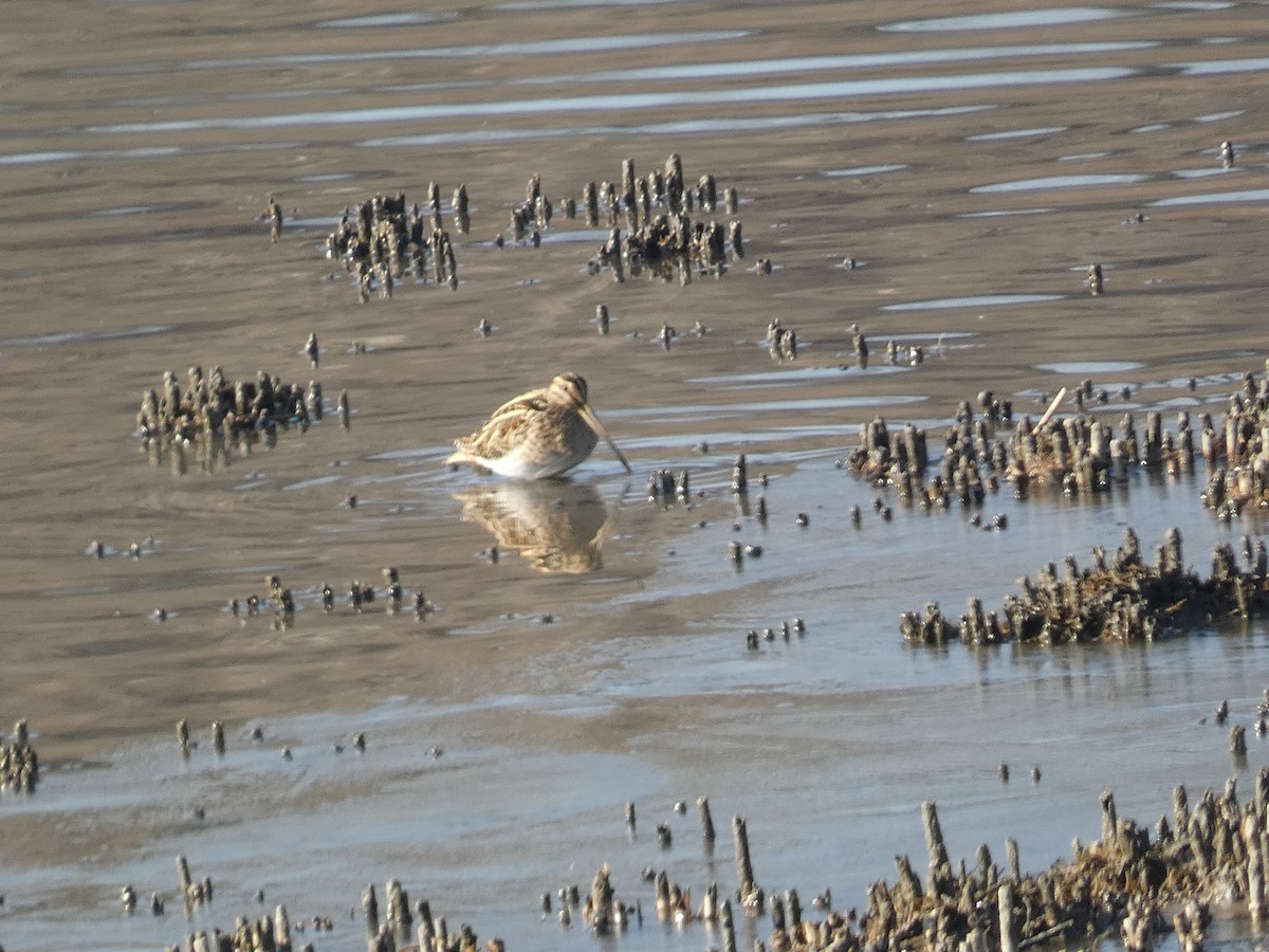 Common Snipe - ML629224370