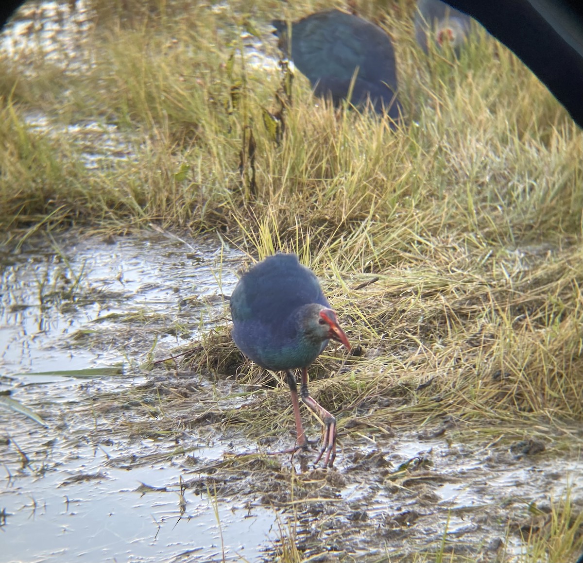 Gray-headed Swamphen - ML629224391