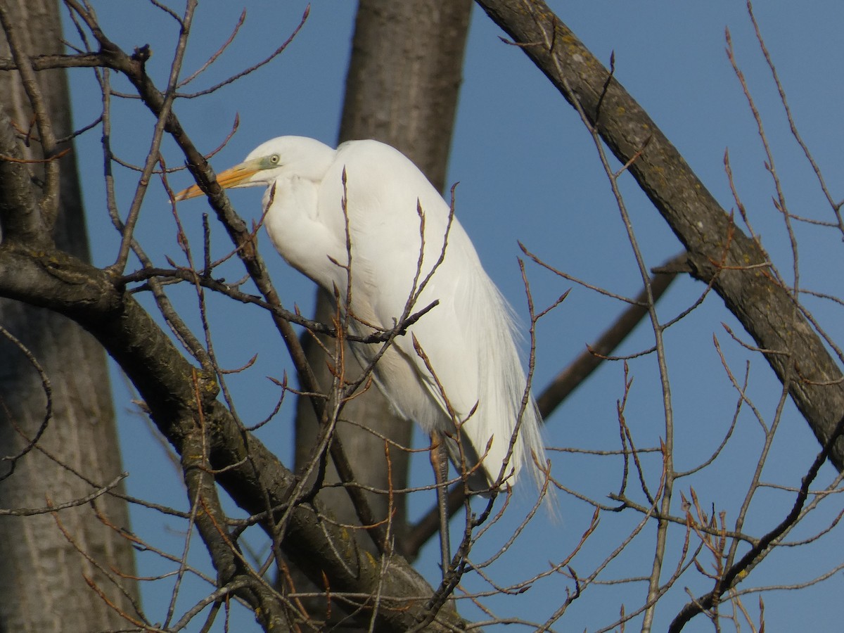 Great Egret - ML629224393