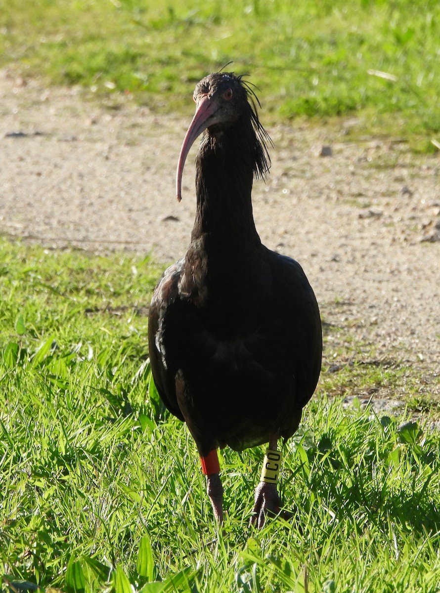 Ibis Eremita - ML629224435