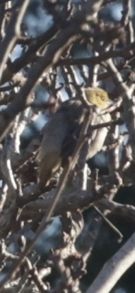 Bullock's Oriole - ML629224509