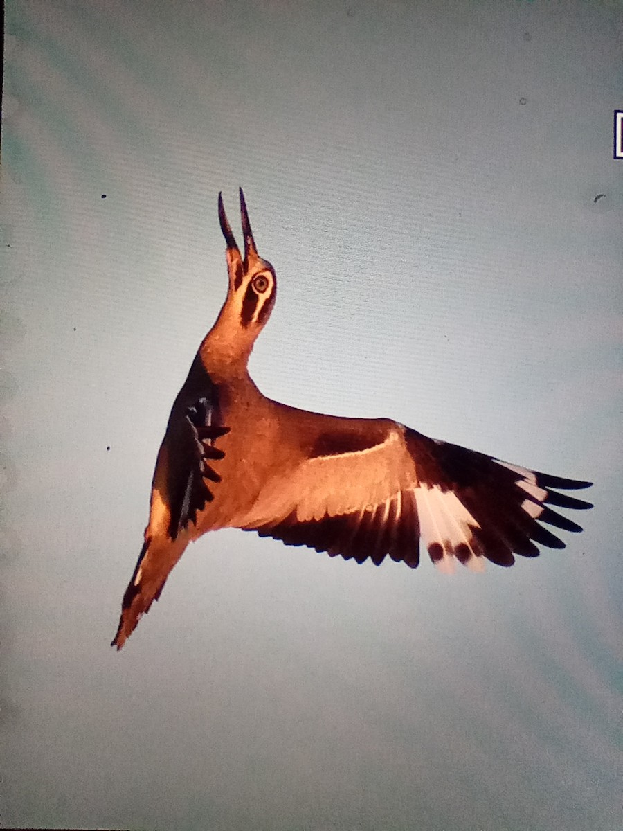 Great Thick-knee - ML629224643
