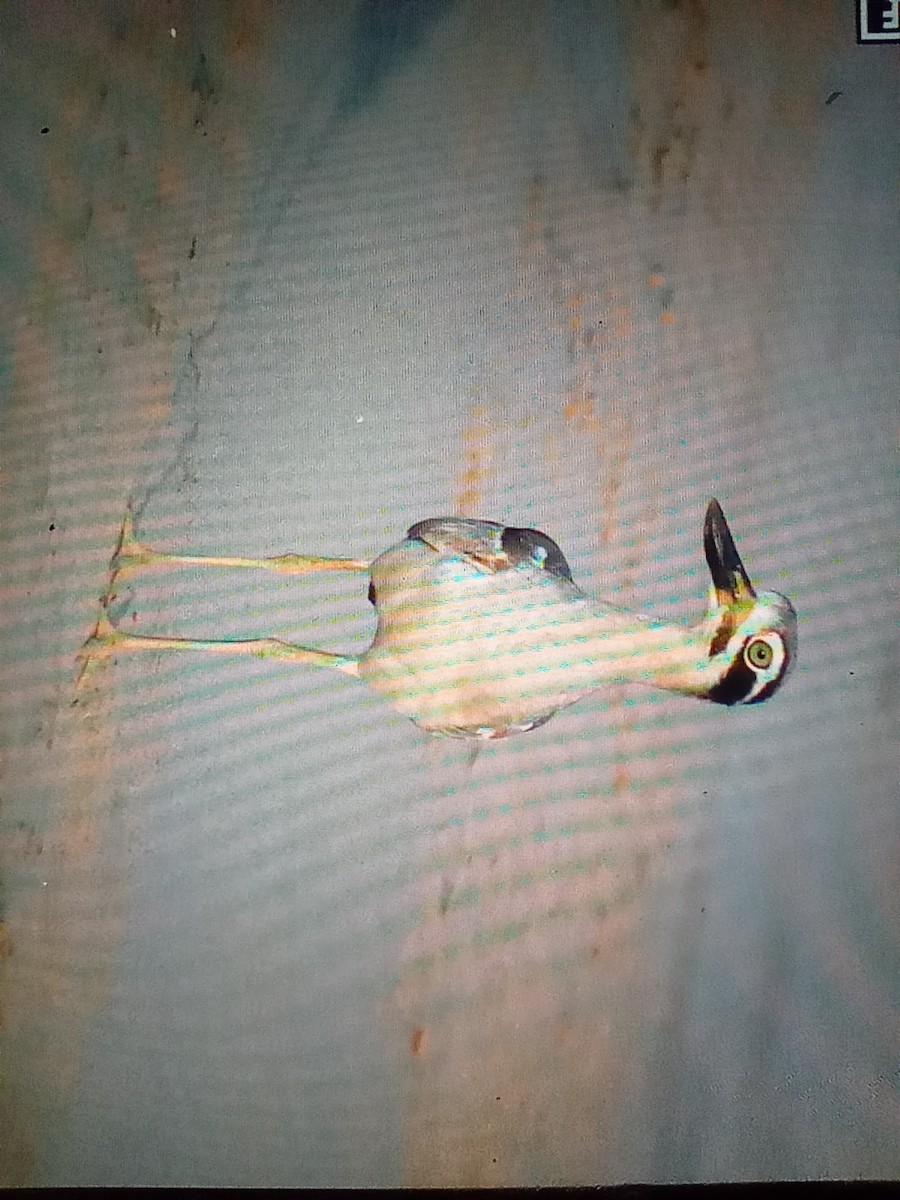 Great Thick-knee - ML629224655