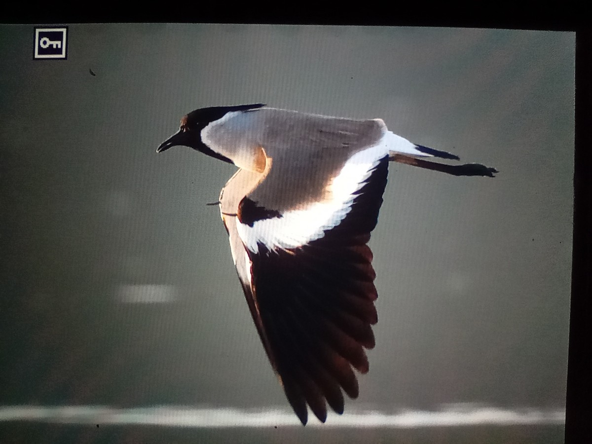 River Lapwing - ML629224674